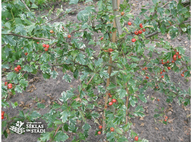 Crataegus laevigata   'Variegata'